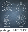 Human anatomy chalkboard icon set 142670490