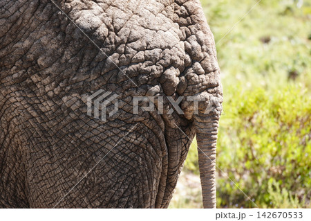 Rump, elephant and closeup for animal, wildlife and wilderness for safari and tourism in nature on field. Ecology, ecosystem and grass for tourist, environment or habitat for conservation in Africa Rump, elephant and closeup for animal, wildlife and wilderness for safari and tourism in nature on field. Ecology, ecosystem and grass for tourist, environment or habitat for conservation in Africa 142670533