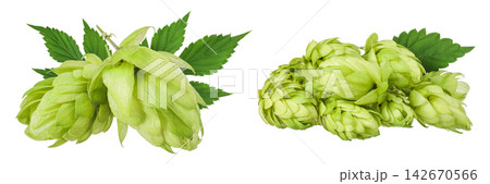 Hop cone isolated on white background. Beer brewing ingredients 142670566