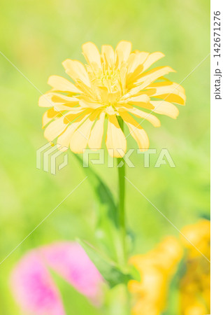 家の周りの草花　四季の色々　植物園の花壇を妖艶な彩の百日草の花が彩りを添えて咲き誇っています 142671276