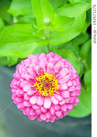 家の周りの草花 四季の色々 植物園の花壇を妖艶な彩の百日草の花が彩りを添えて咲き誇っています 家の周りの草花 四季の色々 植物園の花壇を妖艶な彩の百日草の花が彩りを添えて咲き誇っています 142671278