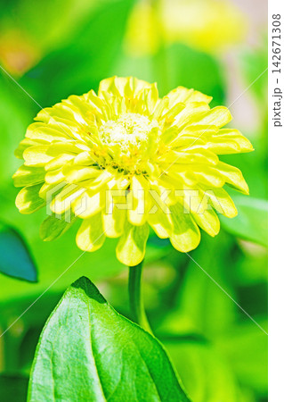 家の周りの草花 四季の色々 植物園の花壇を妖艶な彩の百日草の花が彩りを添えて咲き誇っています 家の周りの草花 四季の色々 植物園の花壇を妖艶な彩の百日草の花が彩りを添えて咲き誇っています 142671308