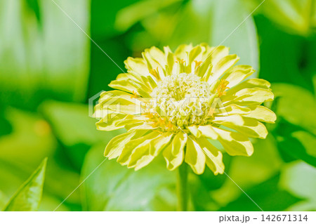家の周りの草花 四季の色々 植物園の花壇を妖艶な彩の百日草の花が彩りを添えて咲き誇っています 家の周りの草花 四季の色々 植物園の花壇を妖艶な彩の百日草の花が彩りを添えて咲き誇っています 142671314
