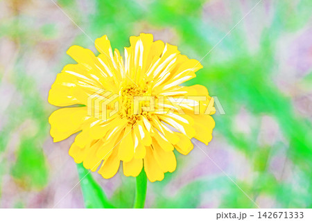家の周りの草花　四季の色々　植物園の花壇を妖艶な彩の百日草の花が彩りを添えて咲き誇っています 142671333