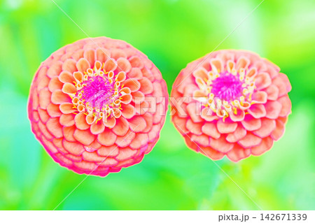 家の周りの草花　四季の色々　植物園の花壇を妖艶な彩の百日草の花が彩りを添えて咲き誇っています 142671339