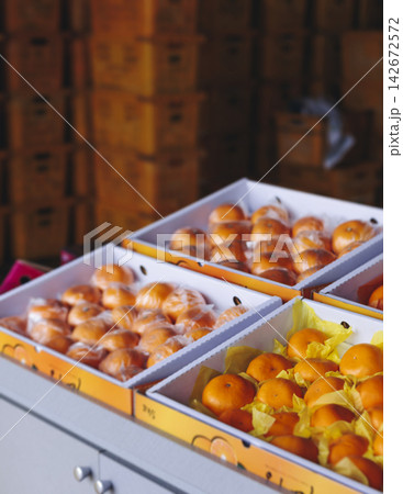 Jeju orange and hallabong for sale on farm market shop, Jeju Island, South Korea, tangerine and gamgyul fruits packed in gift orange boxes and crates, ripe citrus fruits export, Jeju-do agriculture Jeju orange and hallabong for sale on farm market shop, Jeju Island, South Korea, tangerine and gamgyul fruits packed in gift orange boxes and crates, ripe citrus fruits export, Jeju-do agriculture 142672572