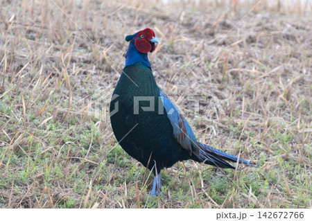 日本の国鳥キジの雄。繁殖期にディスプレイで激しく羽ばたく美しい野生の鳥の風景写真素材 日本の国鳥キジの雄。繁殖期にディスプレイで激しく羽ばたく美しい野生の鳥の風景写真素材 142672766