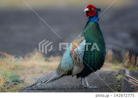 日本の国鳥キジの雄。繁殖期にディスプレイで激しく羽ばたく美しい野生の鳥の風景写真素材 日本の国鳥キジの雄。繁殖期にディスプレイで激しく羽ばたく美しい野生の鳥の風景写真素材 142672775