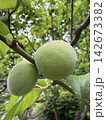 木になっている梅の実 142673382