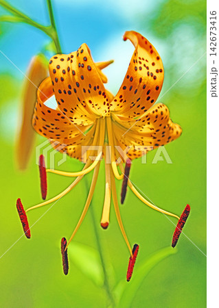 家の周りの草花 四季の色々 初夏の目覚め 里山の木陰にオレンジ色のオニユリの花が咲きました 家の周りの草花 四季の色々 初夏の目覚め 里山の木陰にオレンジ色のオニユリの花が咲きました 142673416