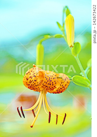 家の周りの草花 四季の色々 初夏の目覚め 里山の木陰にオレンジ色のオニユリの花が咲きました 家の周りの草花 四季の色々 初夏の目覚め 里山の木陰にオレンジ色のオニユリの花が咲きました 142673422