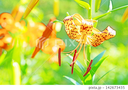 家の周りの草花 四季の色々 初夏の目覚め 里山の木陰にオレンジ色のオニユリの花が咲きました 家の周りの草花 四季の色々 初夏の目覚め 里山の木陰にオレンジ色のオニユリの花が咲きました 142673435