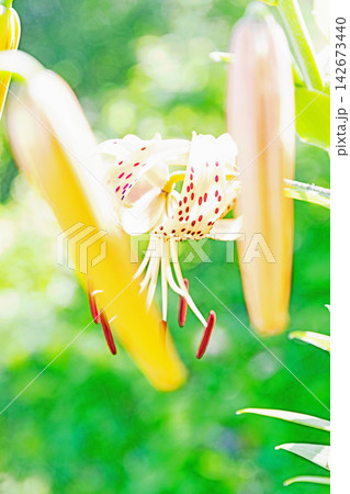 家の周りの草花 四季の色々 初夏の目覚め 里山の木陰にオレンジ色のオニユリの花が咲きました 家の周りの草花 四季の色々 初夏の目覚め 里山の木陰にオレンジ色のオニユリの花が咲きました 142673440