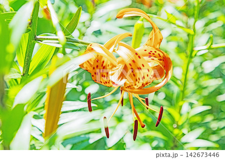 家の周りの草花 四季の色々 初夏の目覚め 里山の木陰にオレンジ色のオニユリの花が咲きました 家の周りの草花 四季の色々 初夏の目覚め 里山の木陰にオレンジ色のオニユリの花が咲きました 142673446