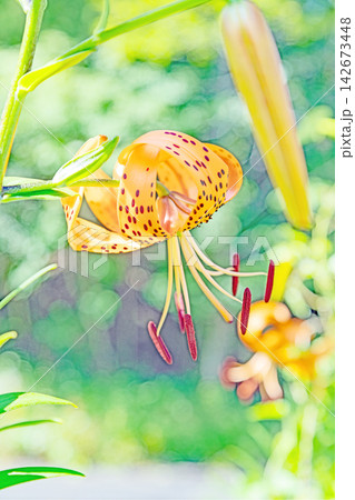 家の周りの草花 四季の色々 初夏の目覚め 里山の木陰にオレンジ色のオニユリの花が咲きました 家の周りの草花 四季の色々 初夏の目覚め 里山の木陰にオレンジ色のオニユリの花が咲きました 142673448