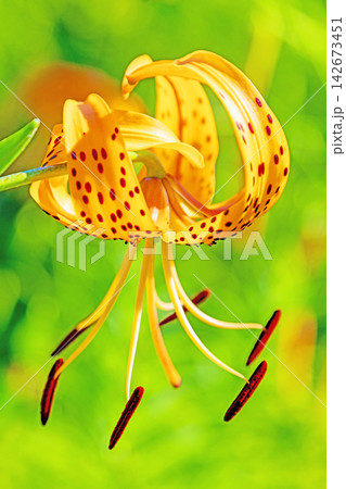 家の周りの草花 四季の色々 初夏の目覚め 里山の木陰にオレンジ色のオニユリの花が咲きました 家の周りの草花 四季の色々 初夏の目覚め 里山の木陰にオレンジ色のオニユリの花が咲きました 142673451