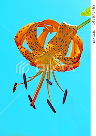 家の周りの草花 四季の色々 初夏の目覚め 里山の木陰にオレンジ色のオニユリの花が咲きました 家の周りの草花 四季の色々 初夏の目覚め 里山の木陰にオレンジ色のオニユリの花が咲きました 142673465