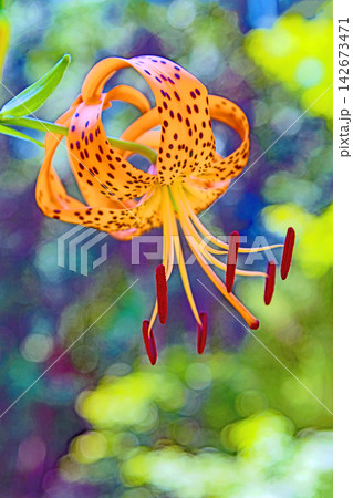 家の周りの草花 四季の色々 初夏の目覚め 里山の木陰にオレンジ色のオニユリの花が咲きました 家の周りの草花 四季の色々 初夏の目覚め 里山の木陰にオレンジ色のオニユリの花が咲きました 142673471