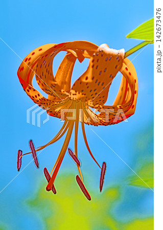 家の周りの草花 四季の色々 初夏の目覚め 里山の木陰にオレンジ色のオニユリの花が咲きました 家の周りの草花 四季の色々 初夏の目覚め 里山の木陰にオレンジ色のオニユリの花が咲きました 142673476