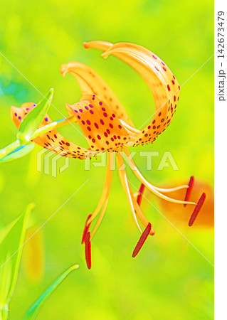 家の周りの草花 四季の色々 初夏の目覚め 里山の木陰にオレンジ色のオニユリの花が咲きました 家の周りの草花 四季の色々 初夏の目覚め 里山の木陰にオレンジ色のオニユリの花が咲きました 142673479