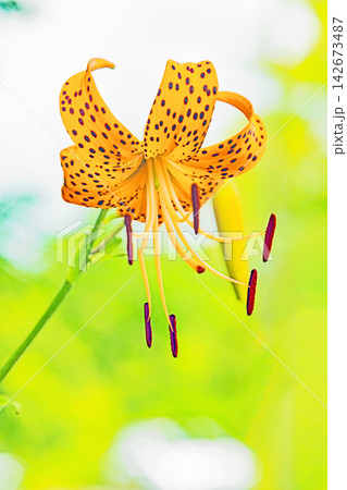 家の周りの草花 四季の色々 初夏の目覚め 里山の木陰にオレンジ色のオニユリの花が咲きました 家の周りの草花 四季の色々 初夏の目覚め 里山の木陰にオレンジ色のオニユリの花が咲きました 142673487