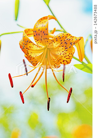 家の周りの草花 四季の色々 初夏の目覚め 里山の木陰にオレンジ色のオニユリの花が咲きました 家の周りの草花 四季の色々 初夏の目覚め 里山の木陰にオレンジ色のオニユリの花が咲きました 142673488