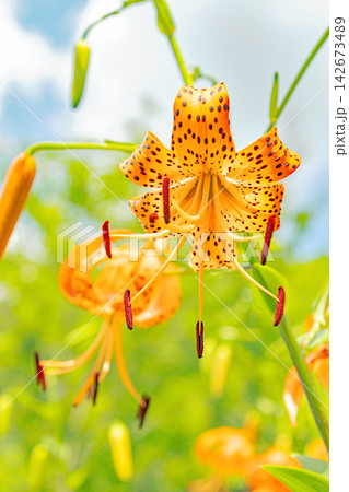 家の周りの草花 四季の色々 初夏の目覚め 里山の木陰にオレンジ色のオニユリの花が咲きました 家の周りの草花 四季の色々 初夏の目覚め 里山の木陰にオレンジ色のオニユリの花が咲きました 142673489