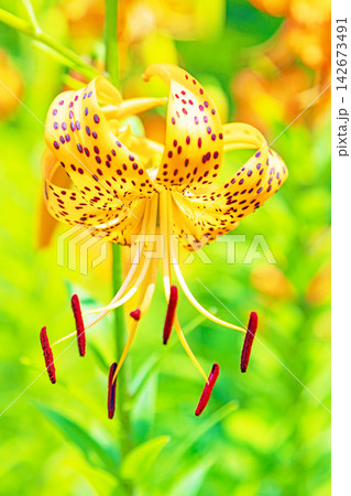 家の周りの草花 四季の色々 初夏の目覚め 里山の木陰にオレンジ色のオニユリの花が咲きました 家の周りの草花 四季の色々 初夏の目覚め 里山の木陰にオレンジ色のオニユリの花が咲きました 142673491