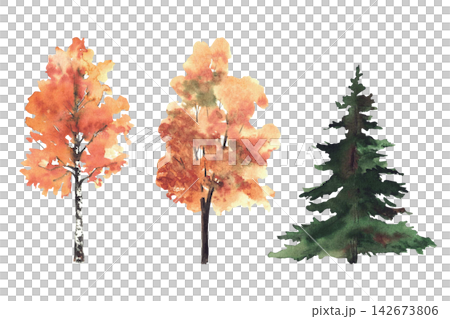 Autumn deciduous and coniferous trees. Yellow, orange leaves fall foliage. Watercolor set of botanical illustrations for natural landscape design. Hand painted illustration isolated from backgroun. Autumn deciduous and coniferous trees. Yellow, orange leaves fall foliage. Watercolor set of botanical illustrations for natural landscape design. Hand painted illustration isolated from backgroun. 142673806