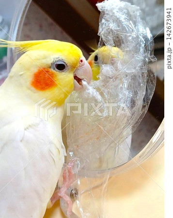 食品ラップを嚙んで遊ぶ手乗りのオカメインコ 食品ラップを嚙んで遊ぶ手乗りのオカメインコ 142673941