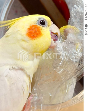 食品ラップを嚙んで遊ぶ手乗りのオカメインコ 食品ラップを嚙んで遊ぶ手乗りのオカメインコ 142673942