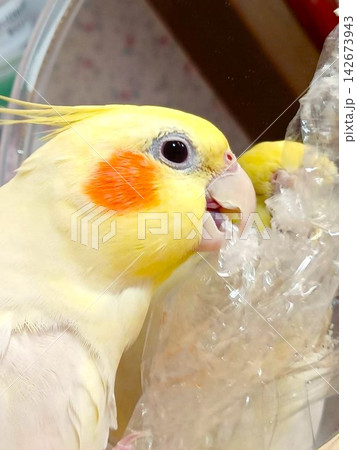 食品ラップを嚙んで遊ぶ手乗りのオカメインコ 142673943