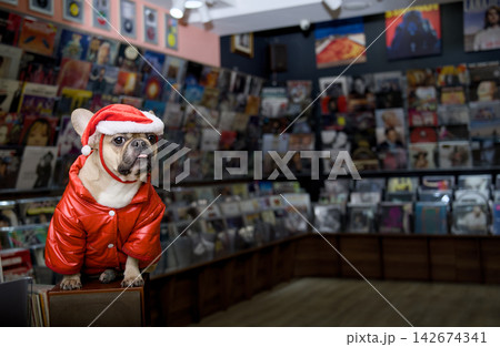 French Bulldog Wearing Santa Hat Posing in a Vinyl Record Store French Bulldog Wearing Santa Hat Posing in a Vinyl Record Store 142674341