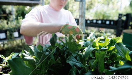 A professional female gardener works in a garden center or nursery, caring for plants, overseeing watering, fertilizing, pruning, replanting, and pest control. She ensures the plants are healthy A professional female gardener works in a garden center or nursery, caring for plants, overseeing watering, fertilizing, pruning, replanting, and pest control. She ensures the plants are healthy 142674792