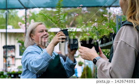 A happy woman works in a flower shop. A blonde woman in a green gardening apron sells perennial flower seedlings at a nursery or garden center. 142674891