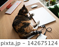 Calico cat resting on laptop and office desk near computer, misses its owner. Cat life at home.  142675124