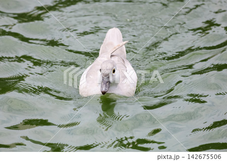White Coscoroba Swan Swimming on Green Water, Front View White Coscoroba Swan Swimming on Green Water, Front View 142675506