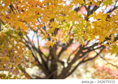 Golden Yellow Japanese Maple Leaves in Autumn, Close-Up Golden Yellow Japanese Maple Leaves in Autumn, Close-Up 142675513