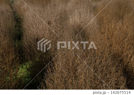 Dried Brown Wild Grass Field Texture, Autumn Meadow Background 142675514