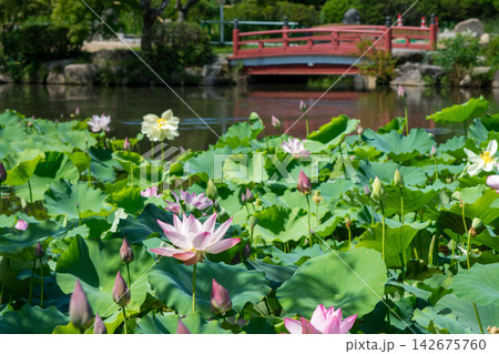 赤い橋のある池に咲く蓮の花（東行庵） 142675760