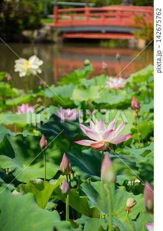 赤い橋のある池に咲く美しい蓮の花（東行庵） 142675762