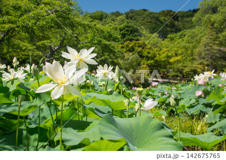 満開の美しい蓮の花 満開の美しい蓮の花 142675765