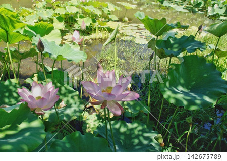 木漏れ日の中で咲く美しい蓮の花(東行庵) 木漏れ日の中で咲く美しい蓮の花(東行庵) 142675789
