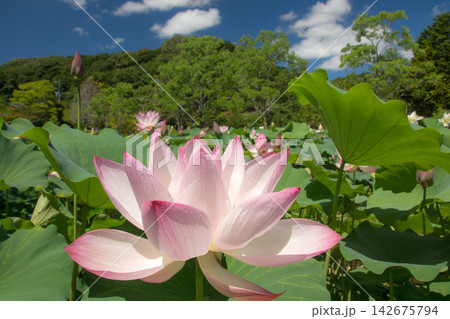 青空に映える満開の蓮の花(東行庵) 青空に映える満開の蓮の花(東行庵) 142675794