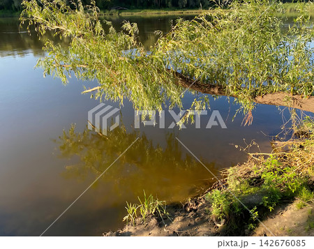 A tree leaning over the water with a lush green crown creates a picturesque reflection on the river surface A tree leaning over the water with a lush green crown creates a picturesque reflection on the river surface 142676085