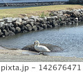 大村湾の白鳥 142676471