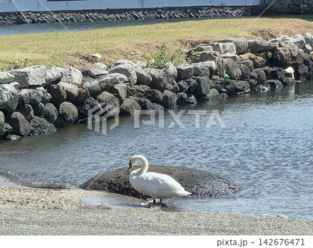 大村湾の白鳥 大村湾の白鳥 142676471