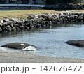 大村湾の白鳥 142676472