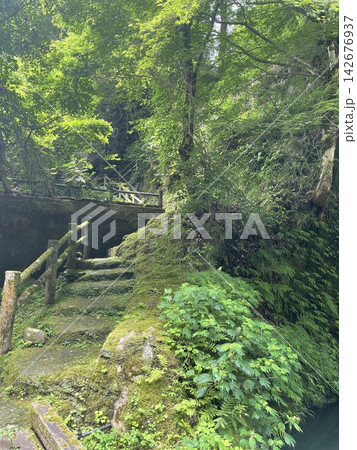 苔むした石段と新緑の渓谷道 苔むした石段と新緑の渓谷道 142676937