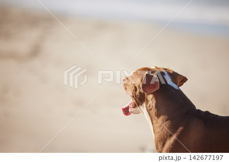 Beach, relax and dog playing on sand for fun exercise, healthy energy or happy animal in nature. Ocean, walk and playful pitbull with outdoor training, pet fitness and wellness on summer morning. 142677197